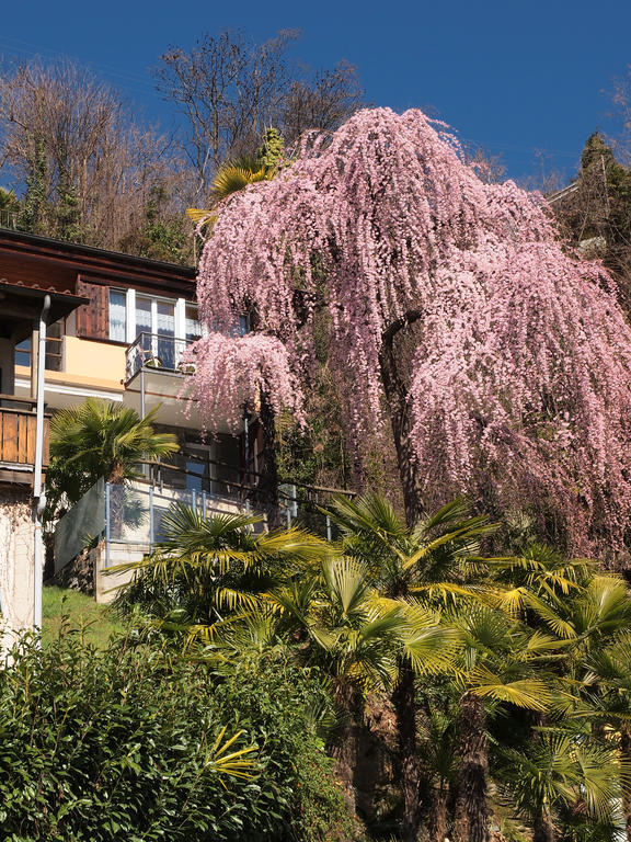 Casa Sibylle Bei Locarno Apartman Kültér fotó